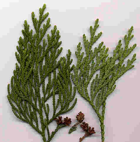 Duality of Thuja Person and Bifercation of Thuja Plant At Top