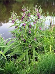 Camfrey Knitbone plant