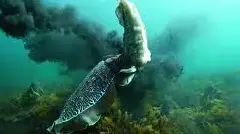 Cuttle Fish Releasing Ink (Sepia)