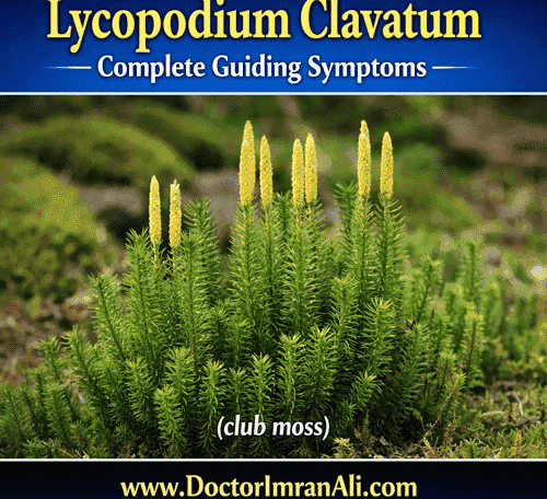 Lycopodium Clavatum A top homeopathic remedy for digestive issues