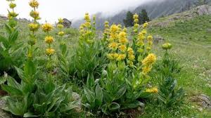 Ignatia Amara Derived From St Ignatious Bean Plant