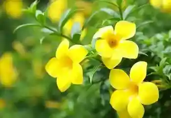 yellow jessamine the source of homeopathic Gelsemium